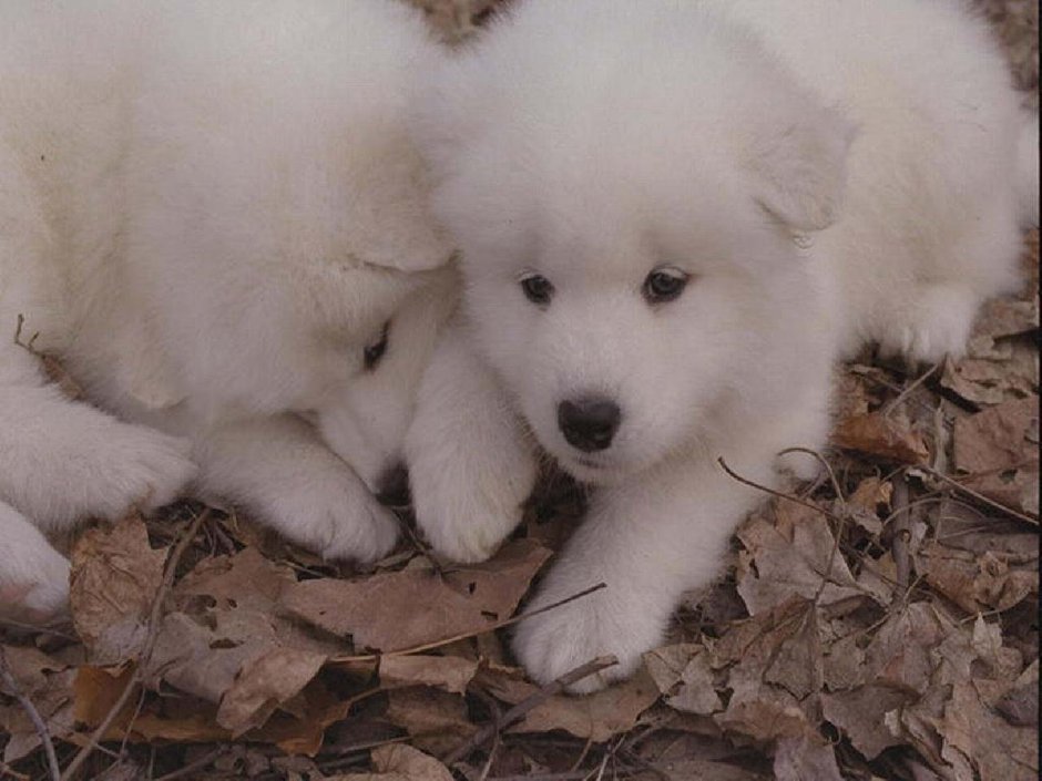 Самоед и овчарка