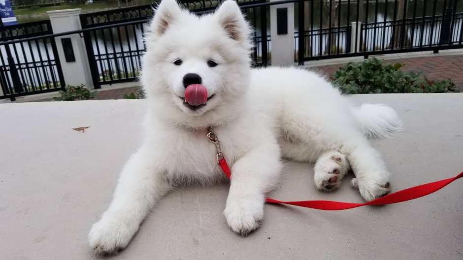 Метис самоеда и лабрадора