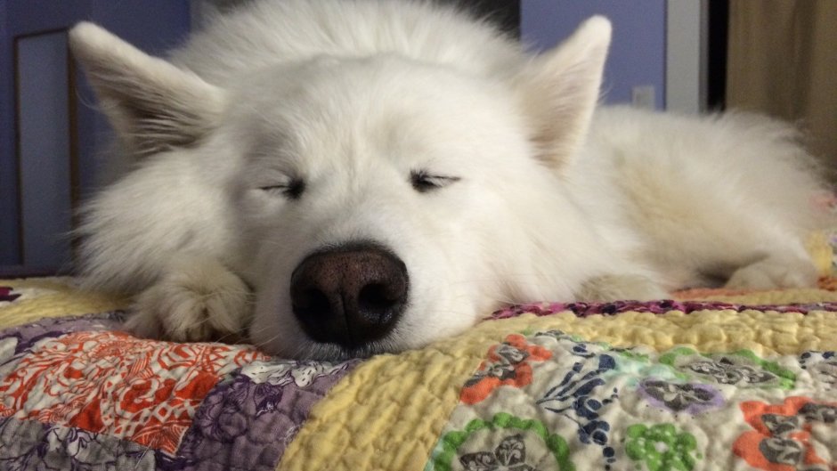 Самоедская лайка