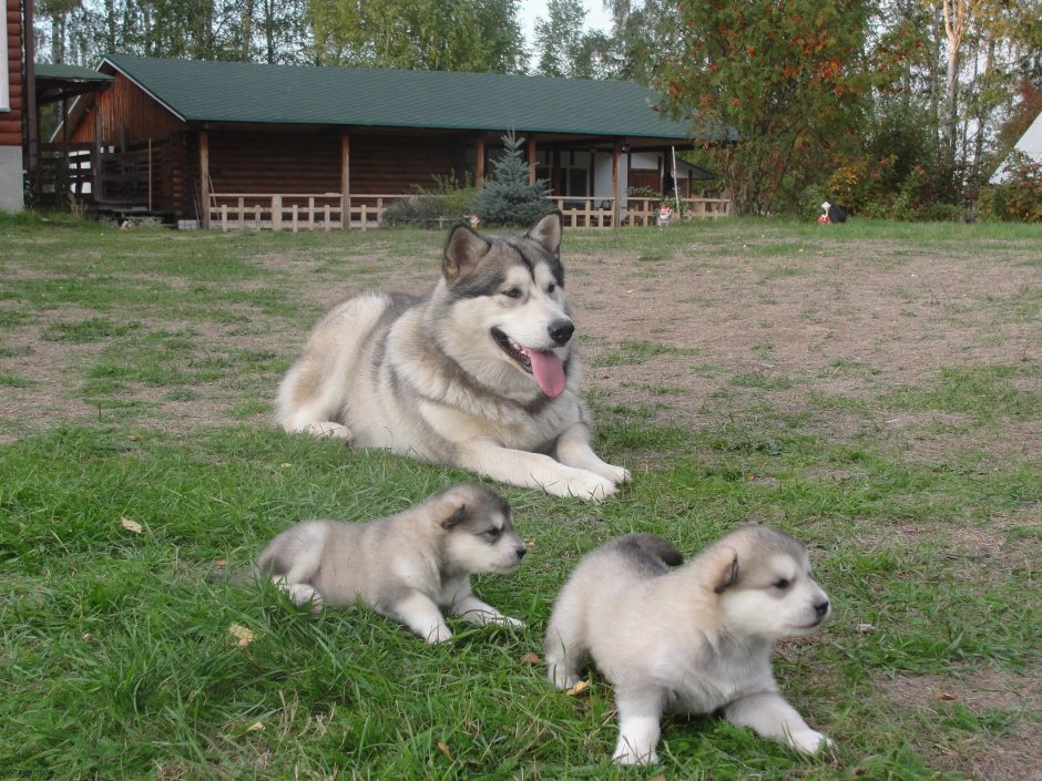 Белая пушистая собака