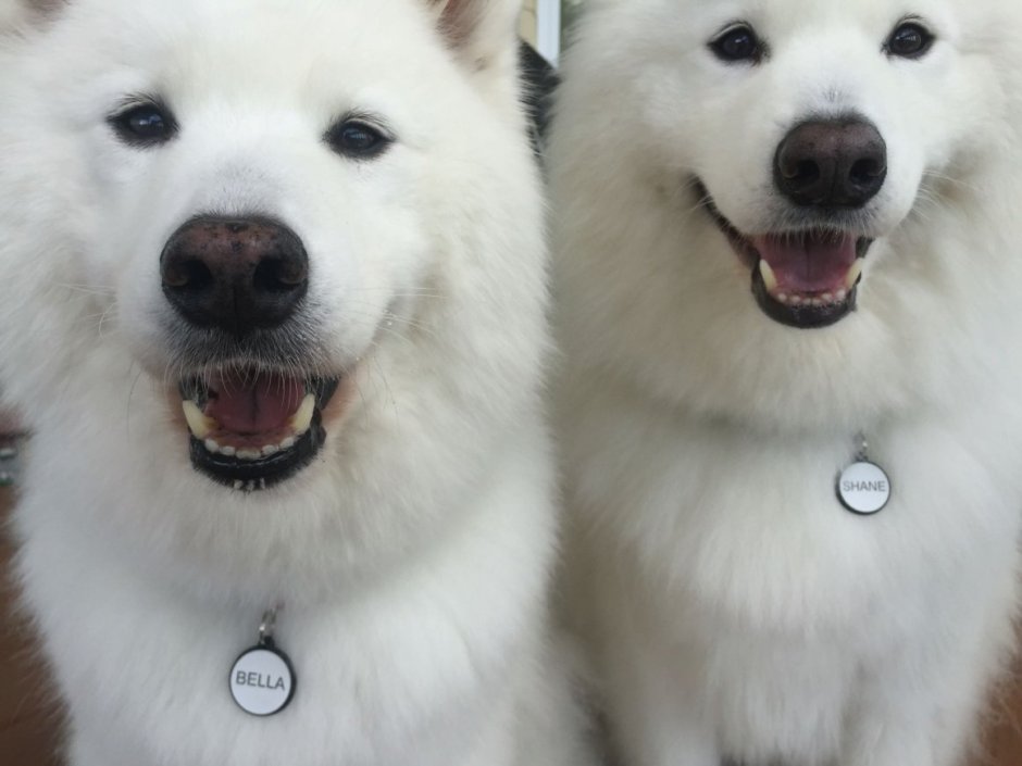 Лайка самоед стриженный