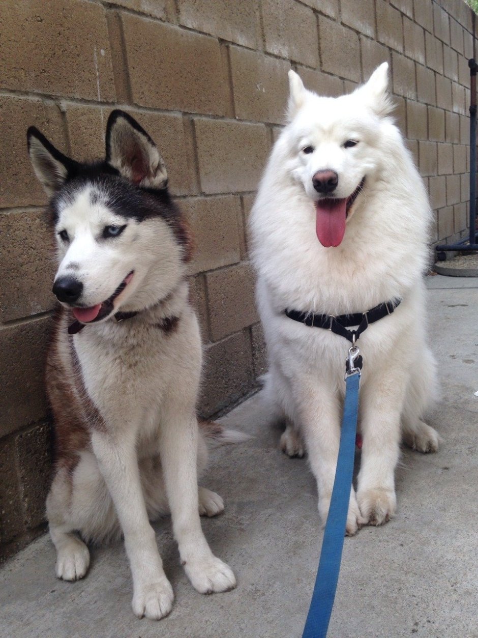 Метис самоеда