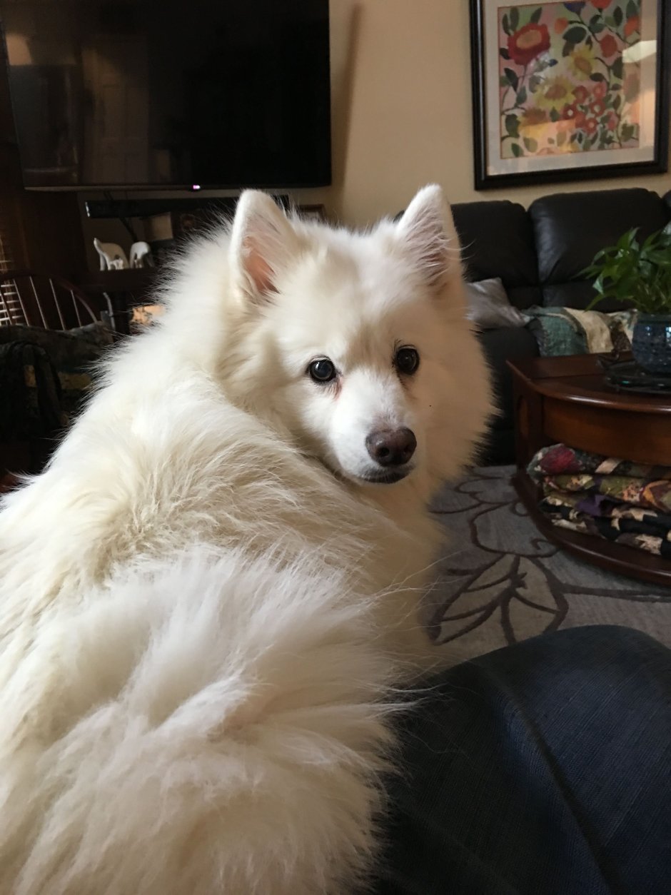 Японский шпиц и самоед