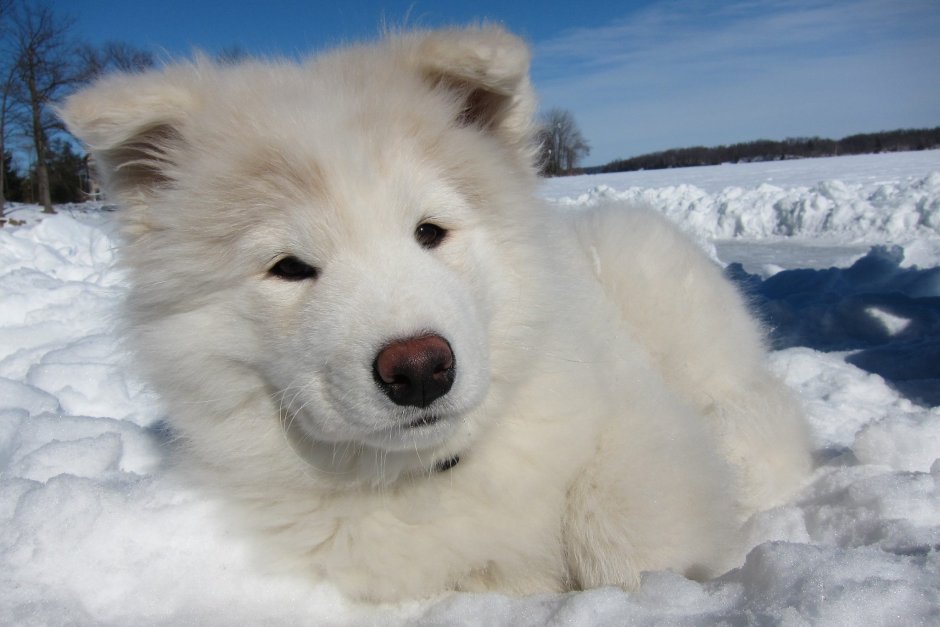 Метис шнауцера и самоеда