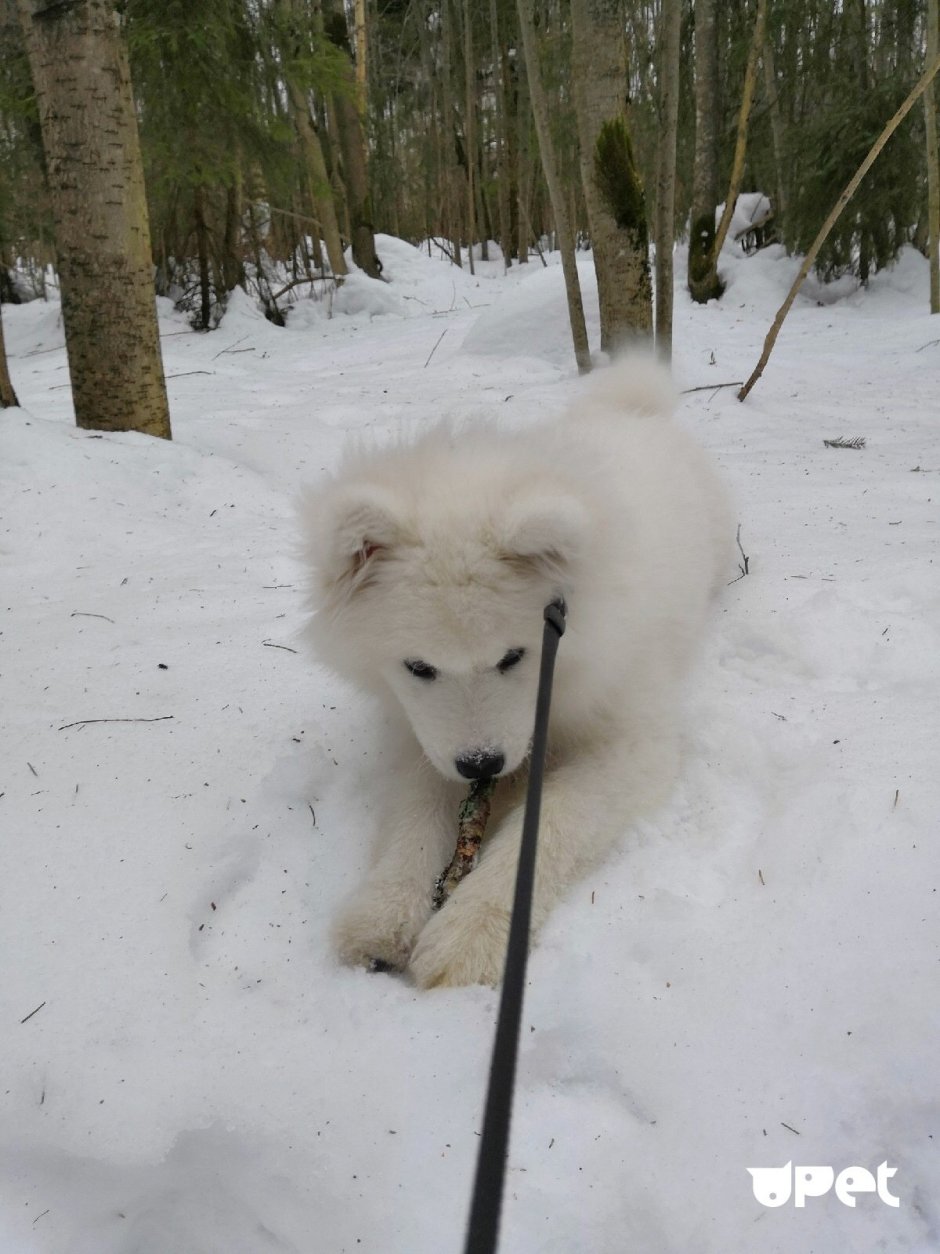 Собака метис самоеда