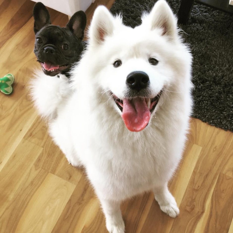 Метис хаски и самоеда