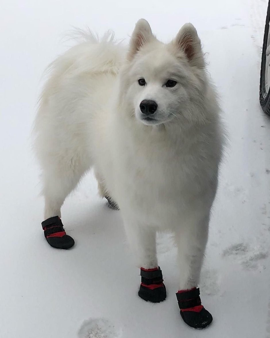 Хаски самоед