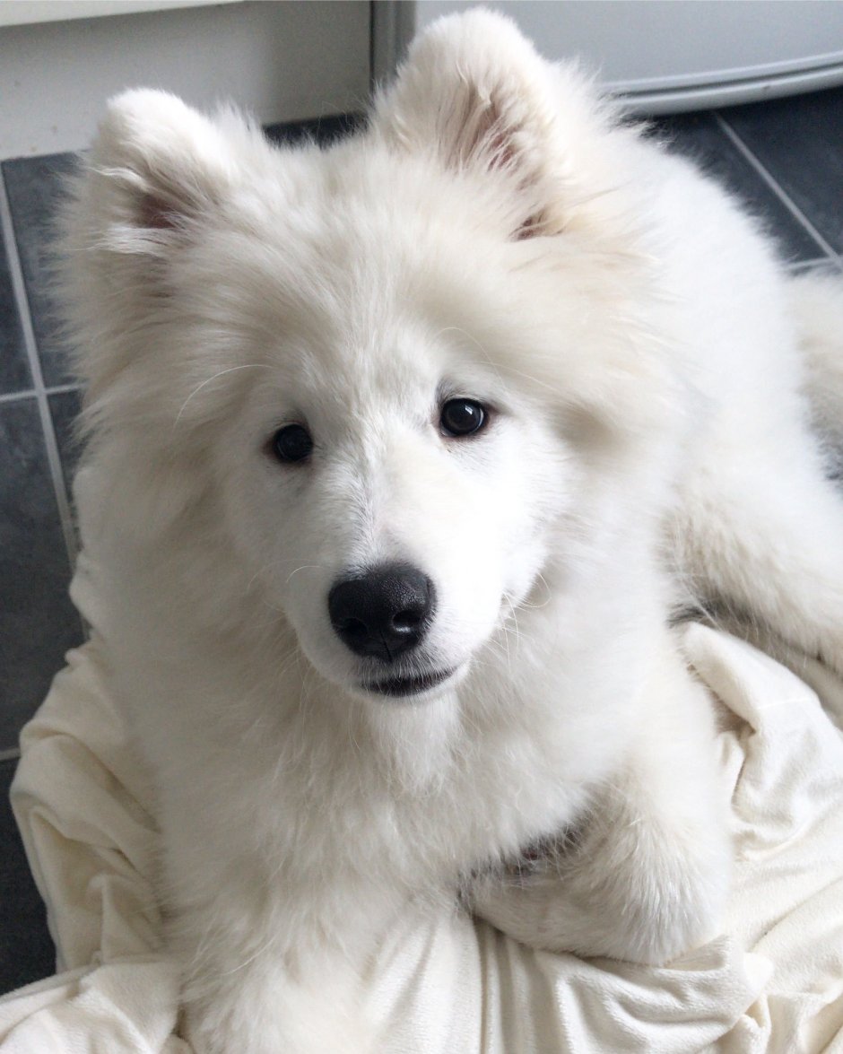 Сибирская овчарка белая длинношерстная