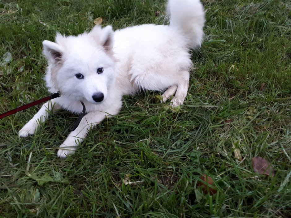 Лайка самоед