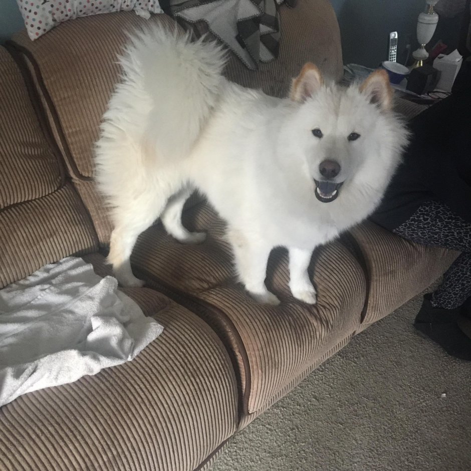 Метис самоеда и лайки