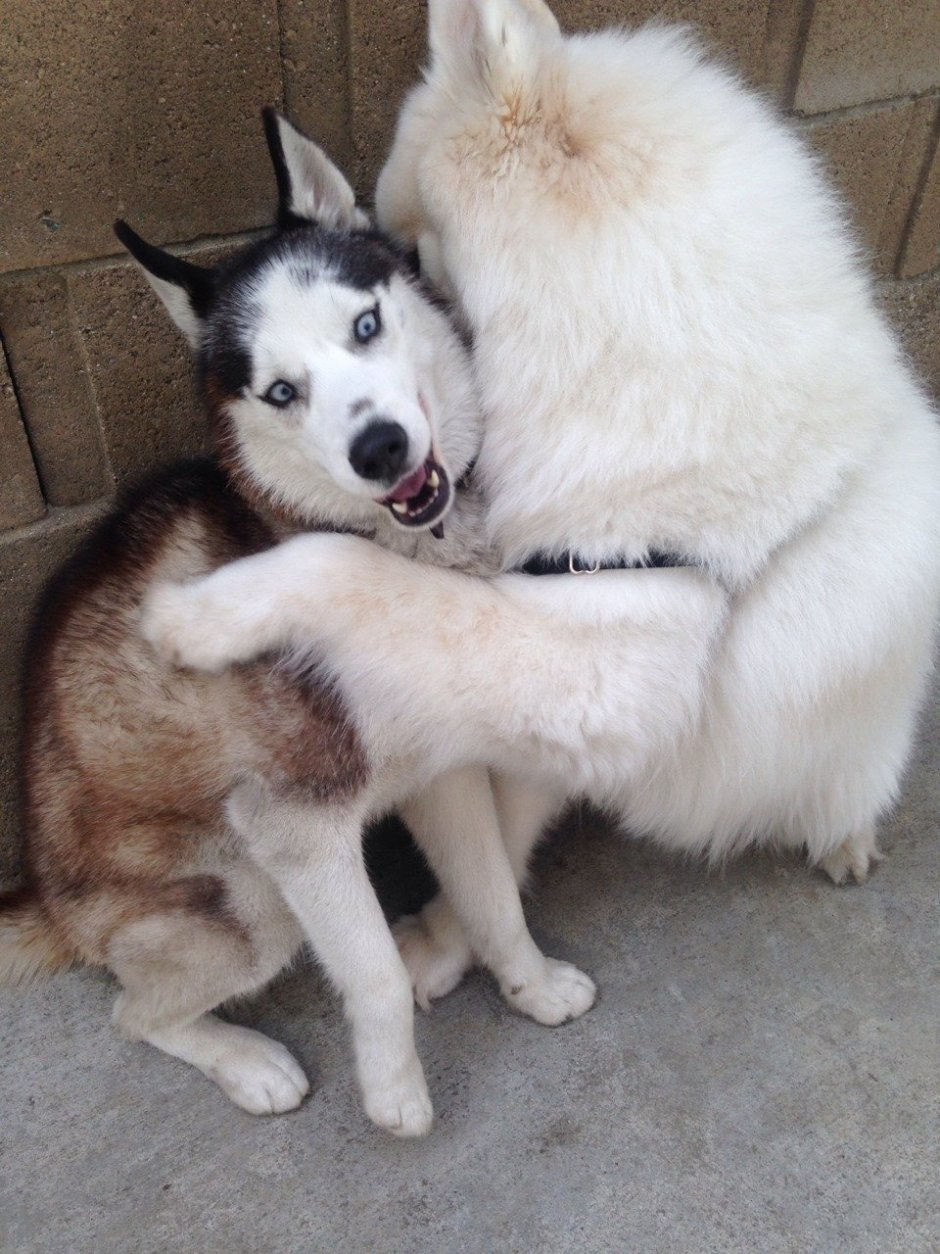 Лайки самоеды вес