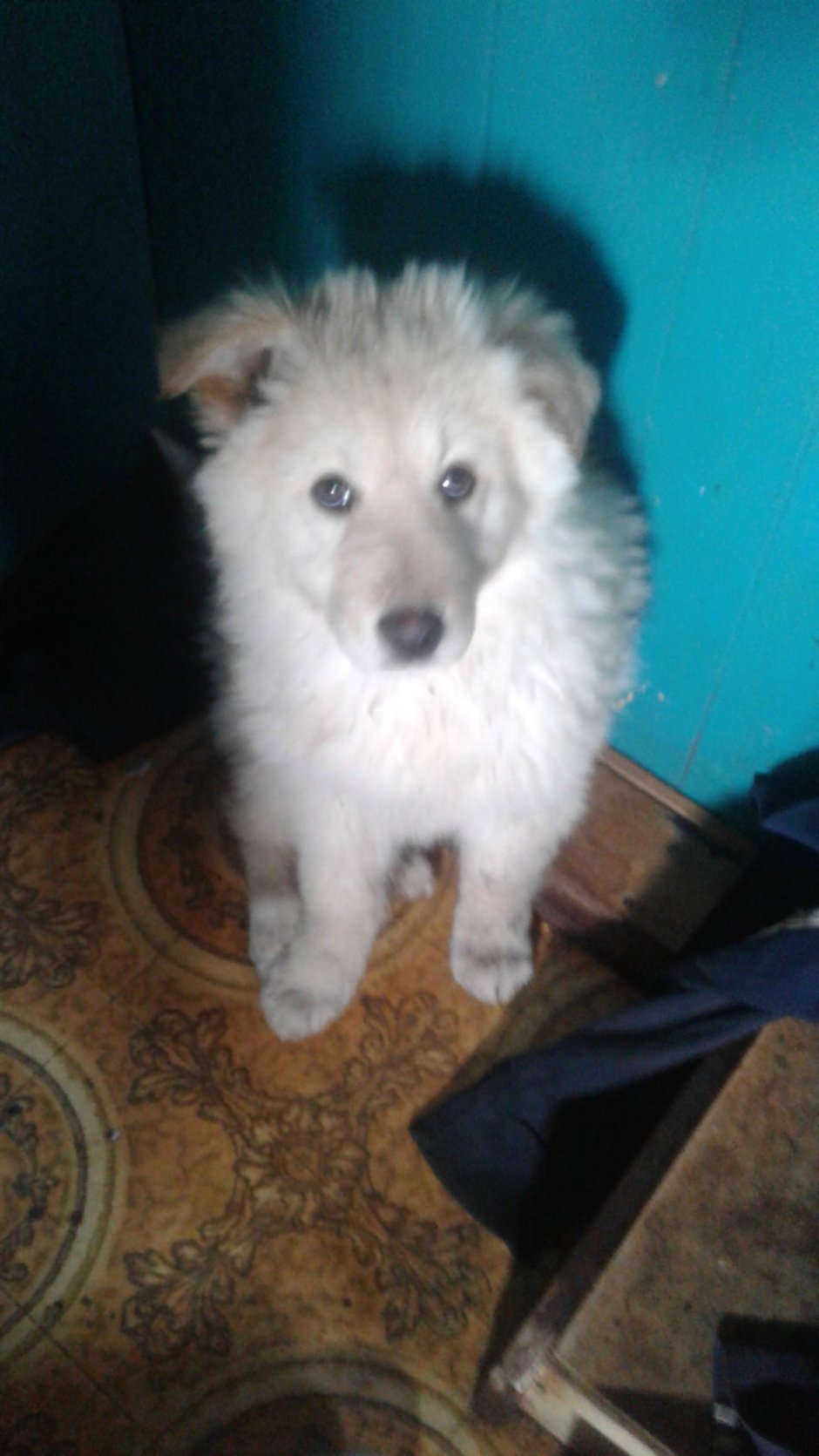 Метис самоеда и лайки