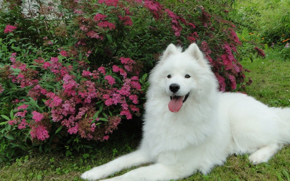 Сибирская лайка самоед