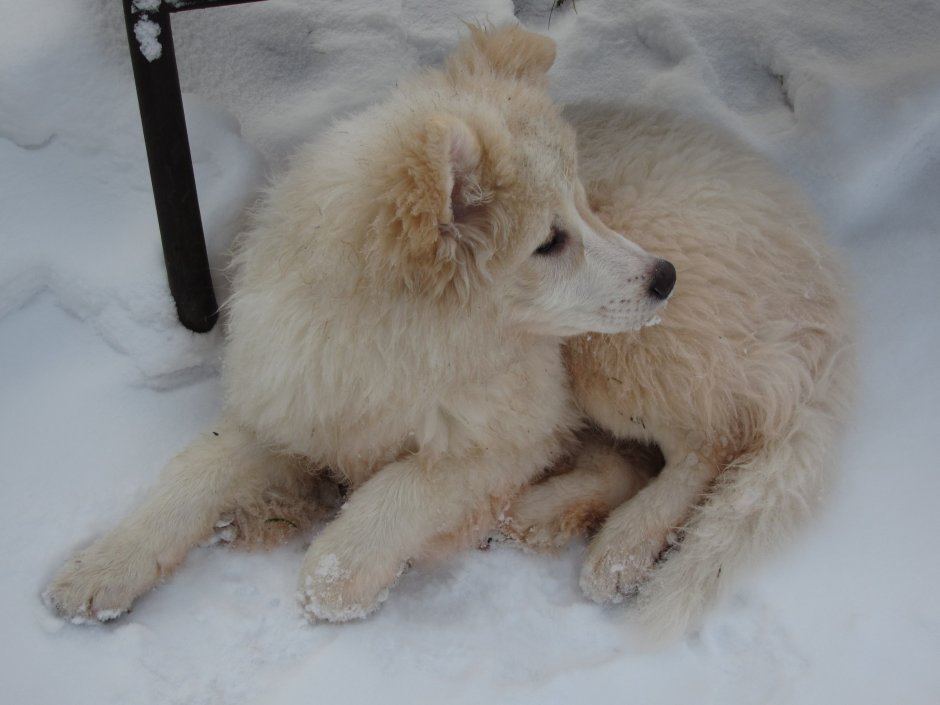 Метис хаски и самоеда