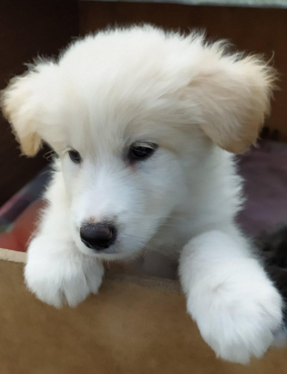 Хаски самоед