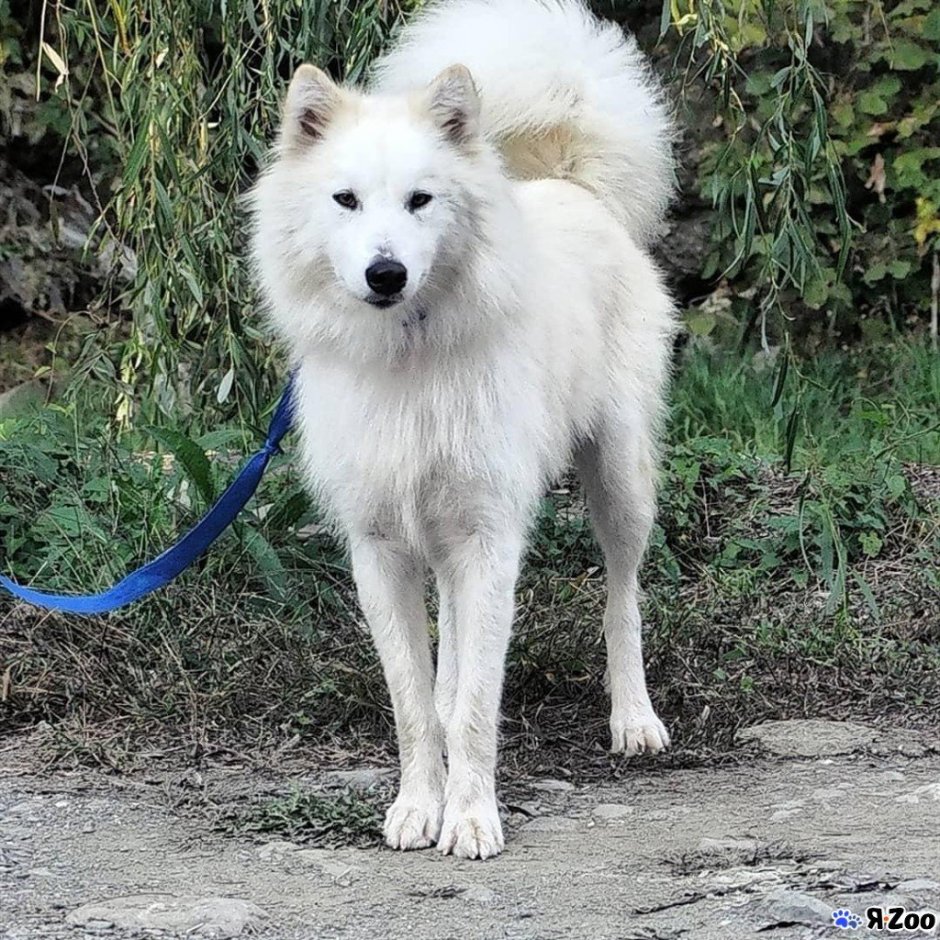 Метис самоедской лайки