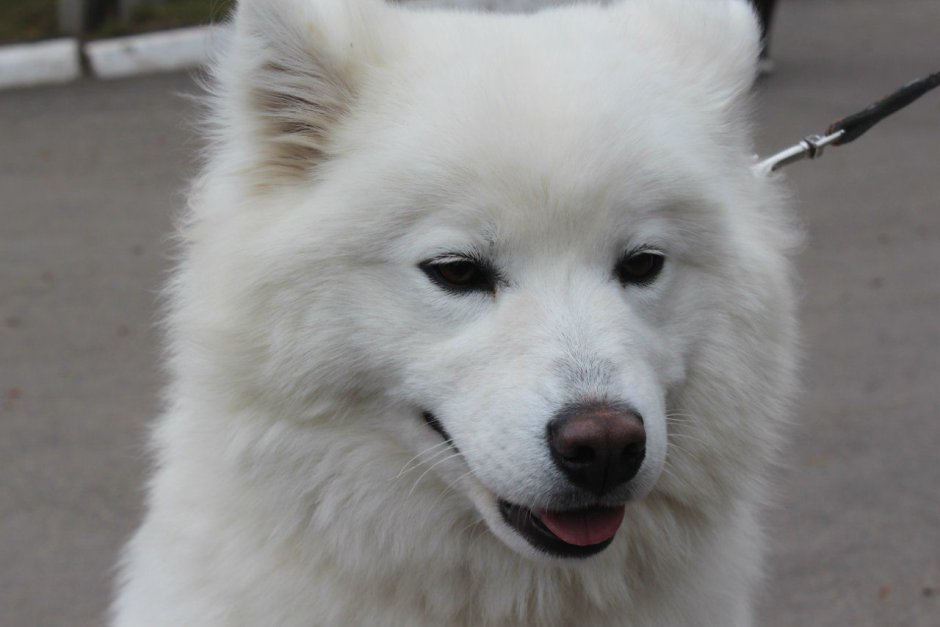 Катаракта у самоеда