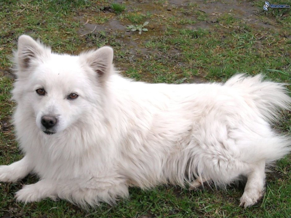 Волчья Самоедская лайка