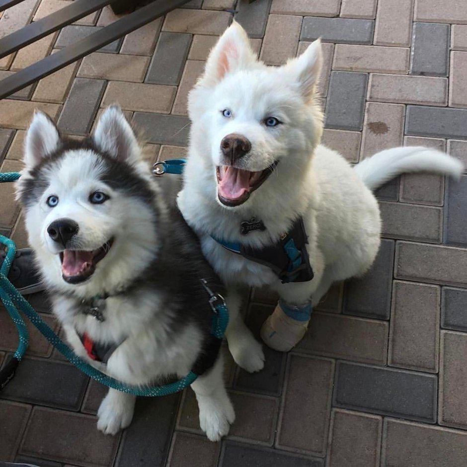 Корги и самоед