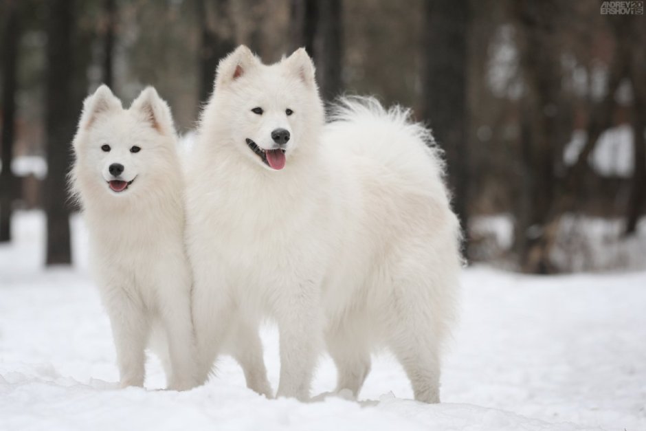 Арктический шпиц самоед