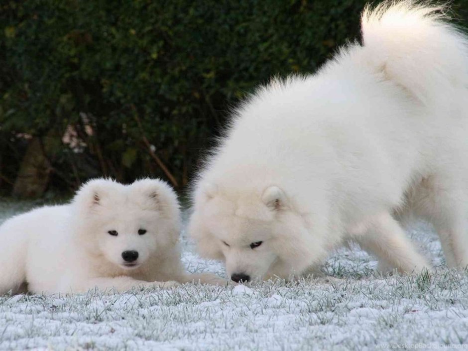 Метис хаски и самоеда