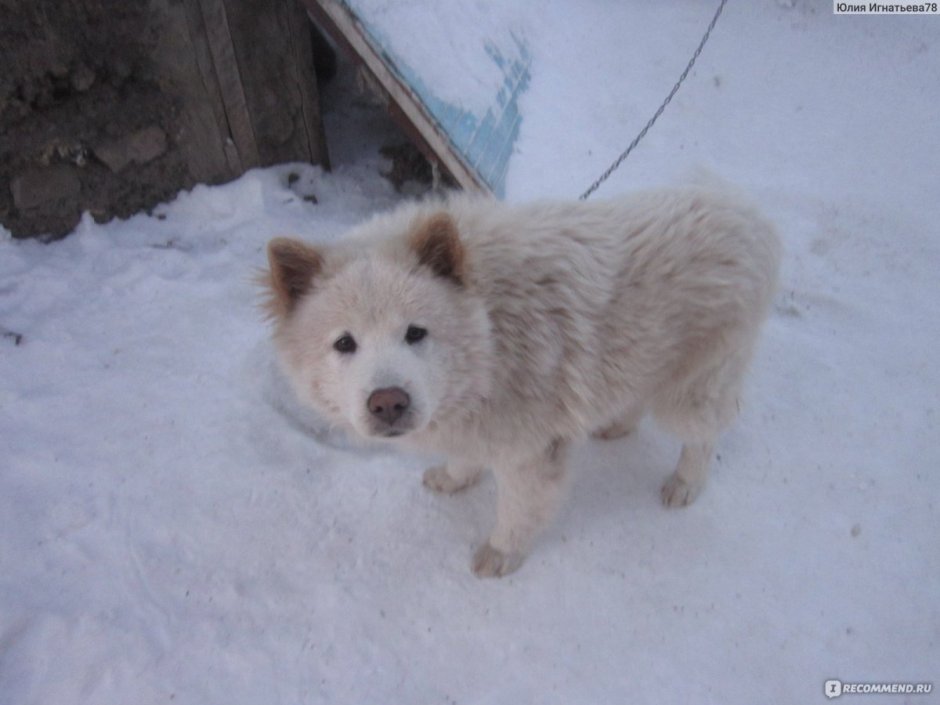 Самоед Миша