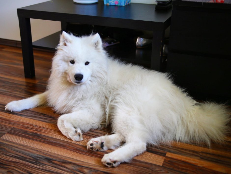 Карликовый самоед