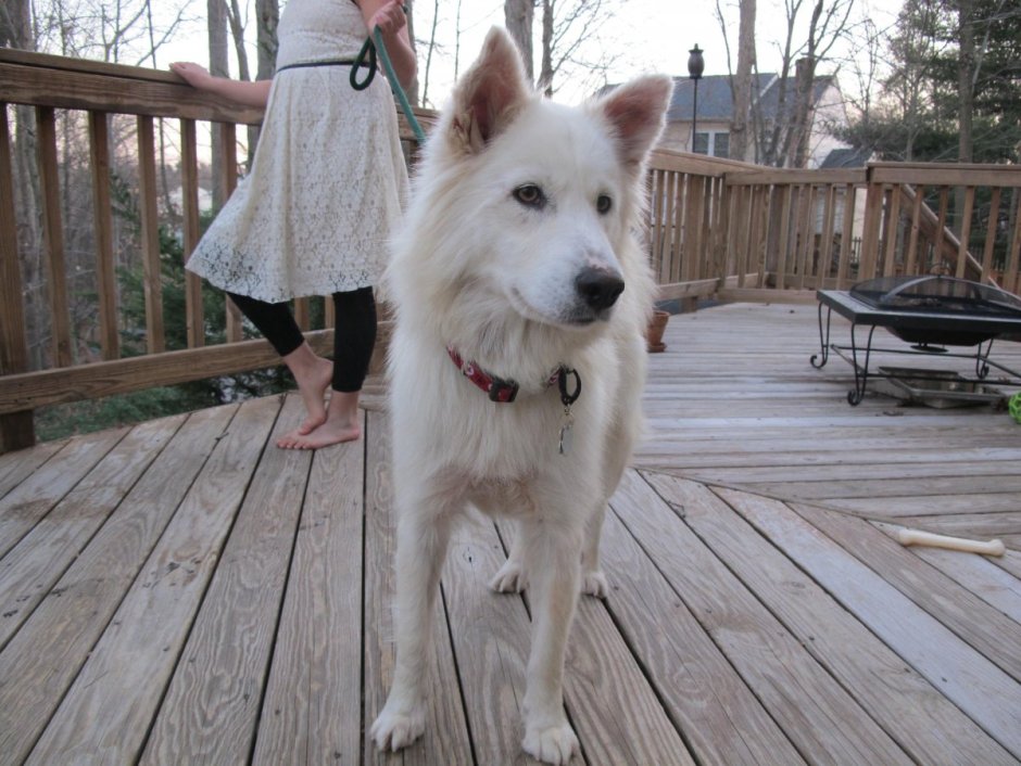 Самоед овчарка и хаски