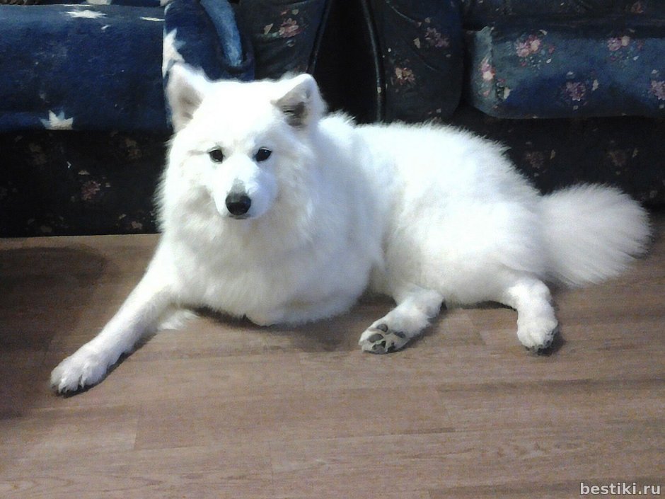 Хаски лайка маламут самоед