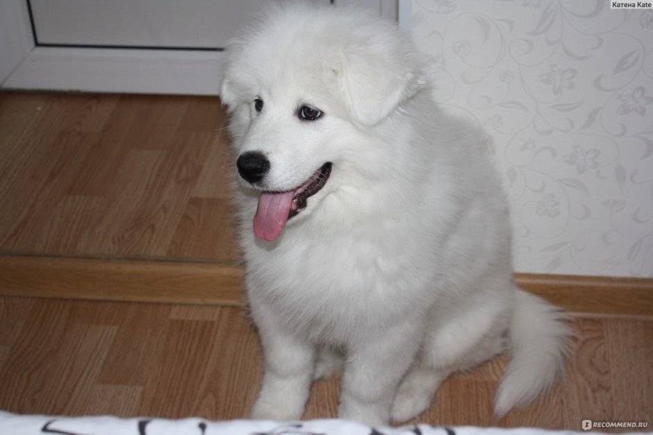 Лайка самоед
