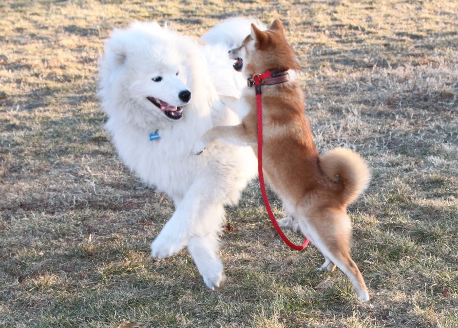 Самоедская собака в квартире