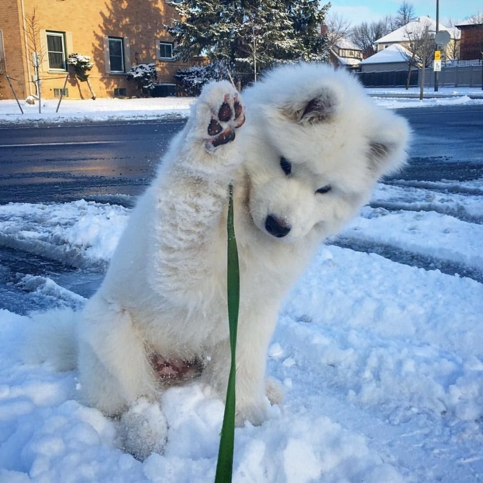 Помесь хаски и лайки