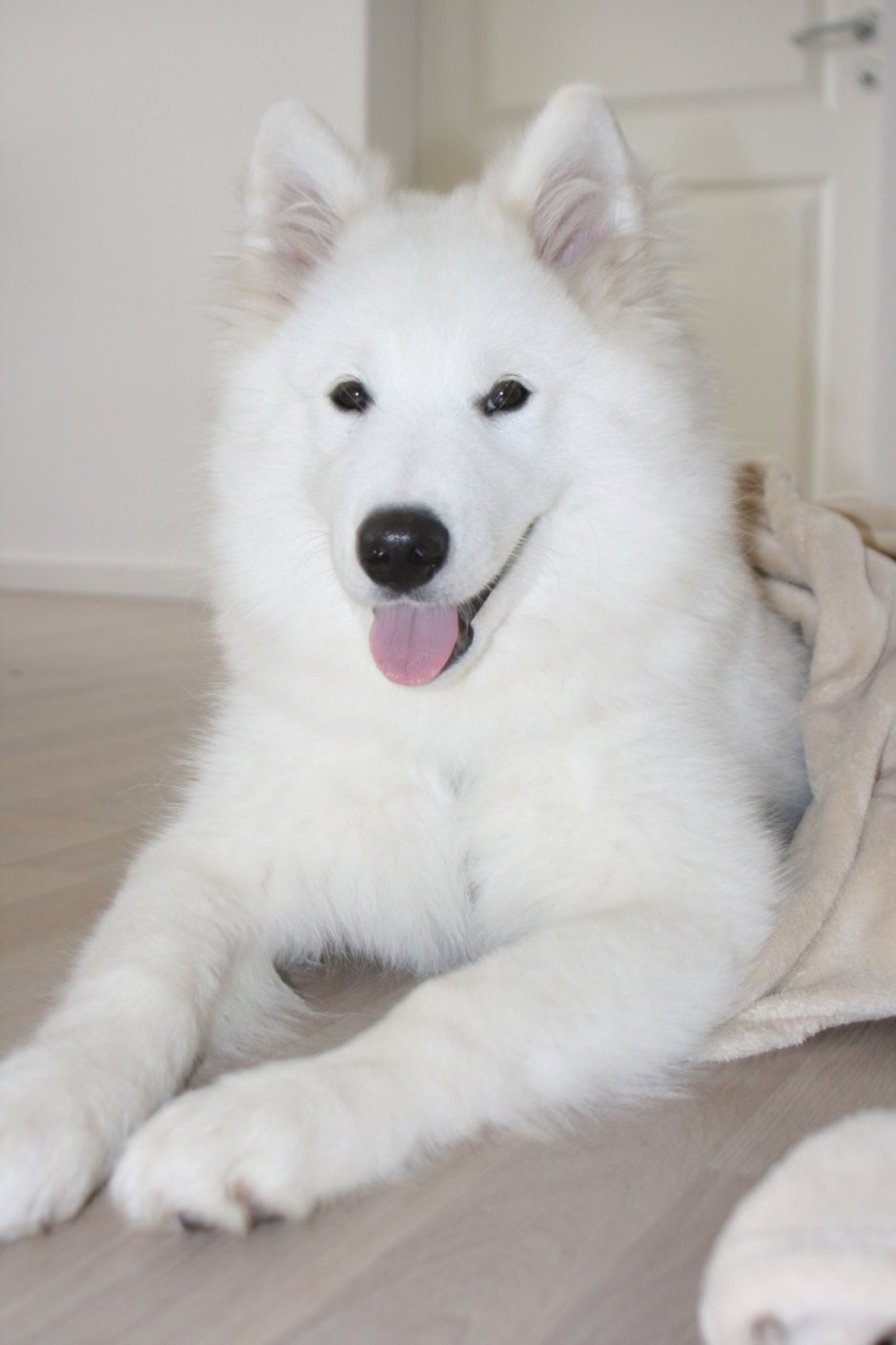 Метис хаски и самоеда