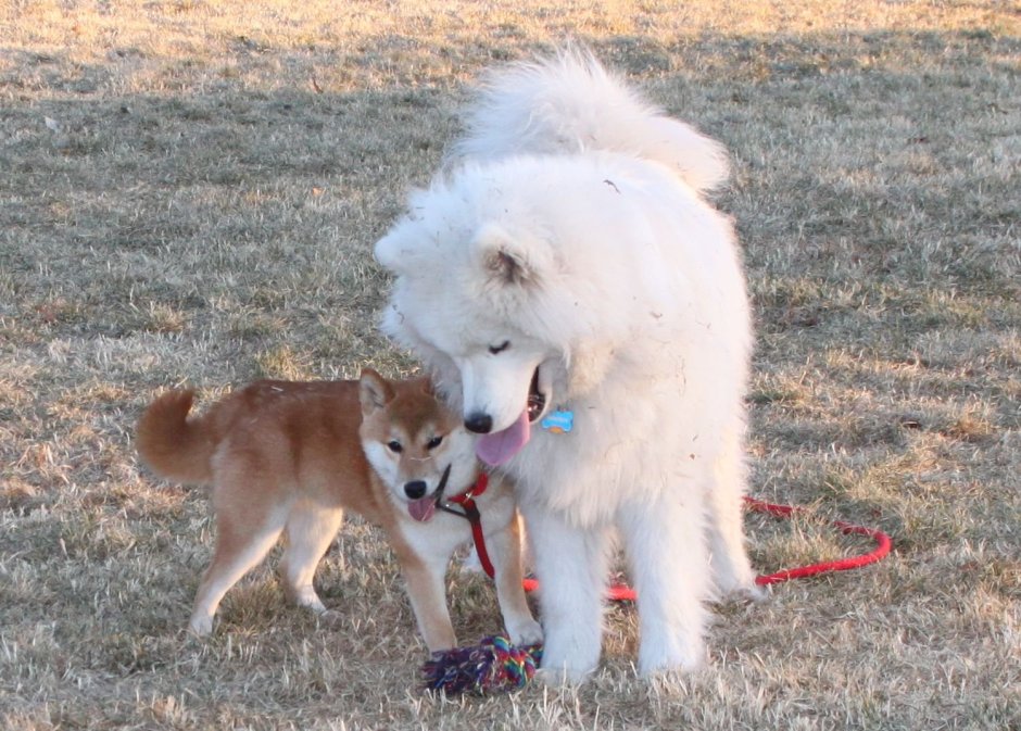 Метис самоеда