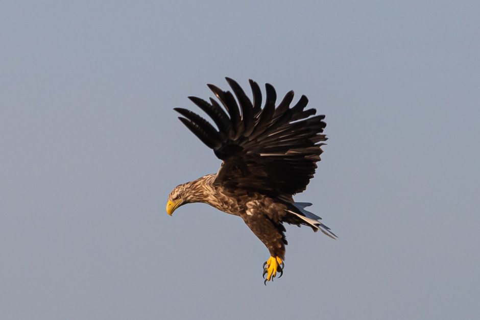 Орлан-Долгохвост (Haliaeetus leucoryphus)