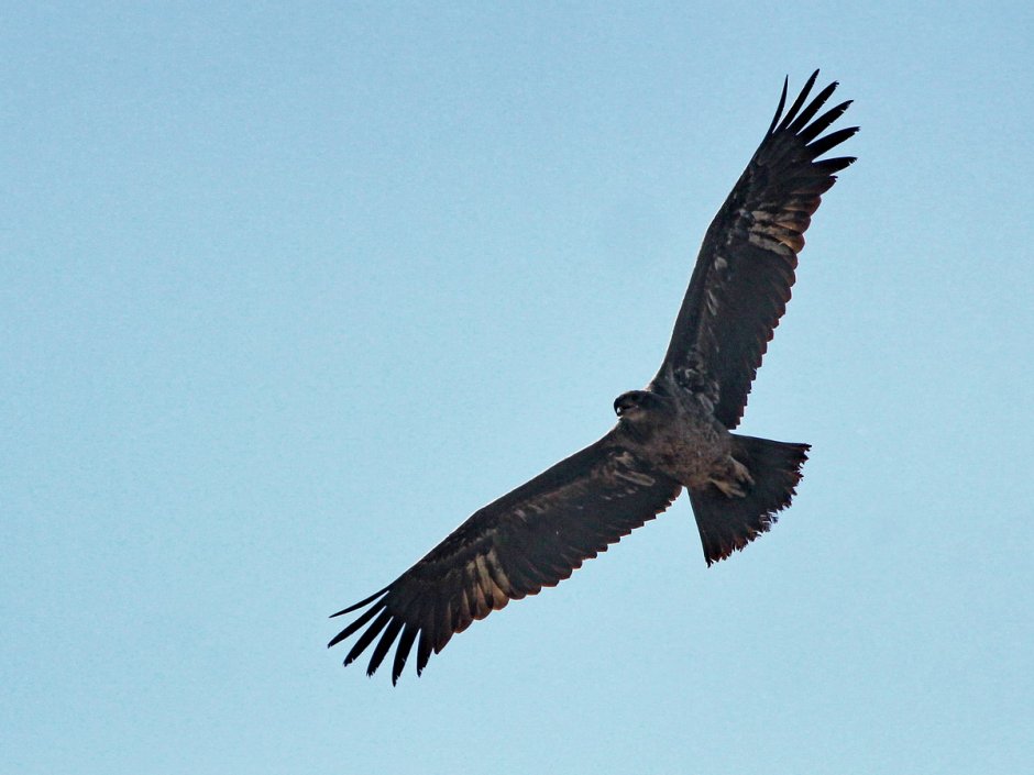 Haliaeetus leucoryphus Pallas, 1771