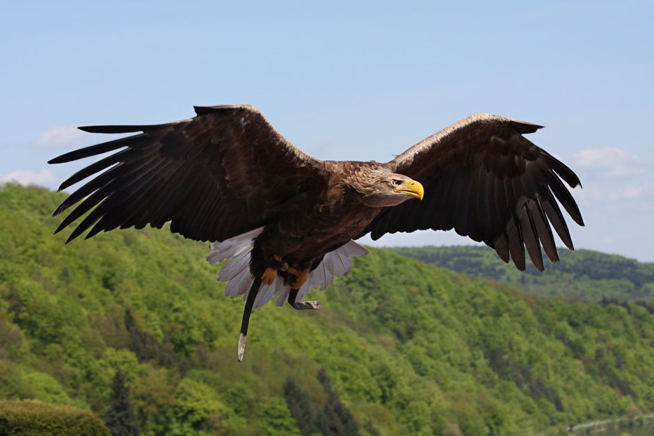 Орлан-Долгохвост (Haliaeetus leucoryphus)