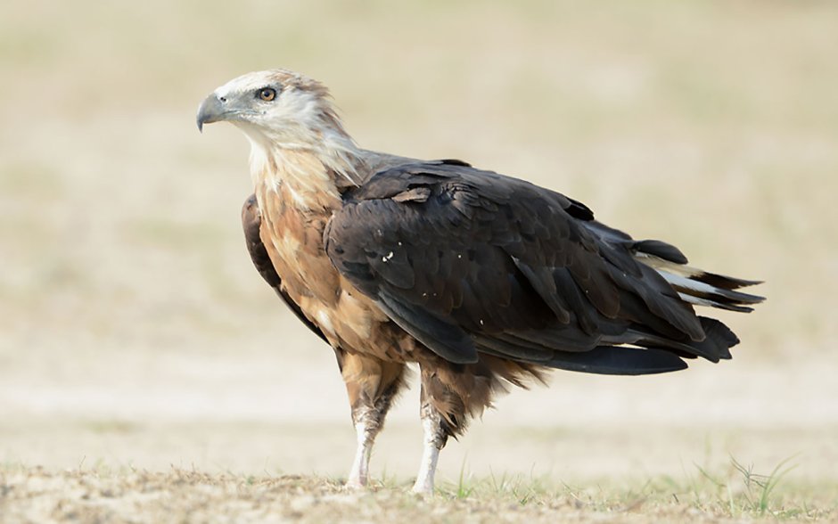 Haliaeetus leucoryphus Eagle