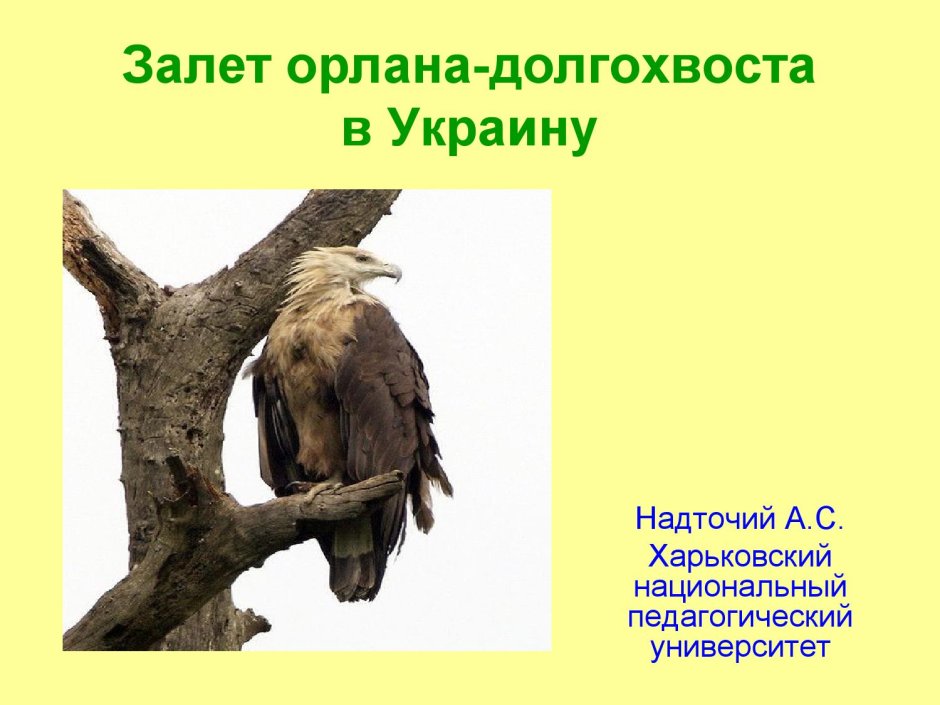 Зоологический музей Санкт-Петербург птицы