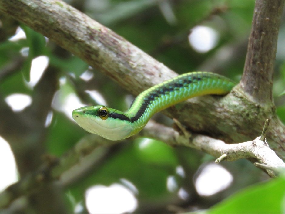 Trimeresurus gumprechti