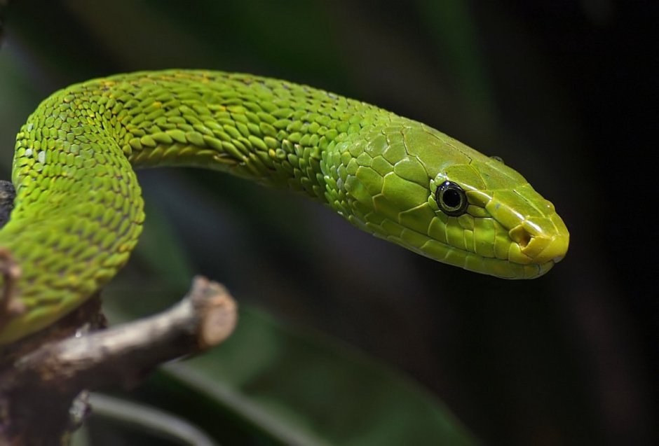 Trimeresurus Salazar змея
