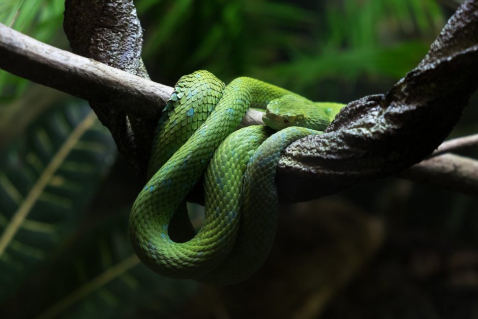 Dendroaspis angusticeps