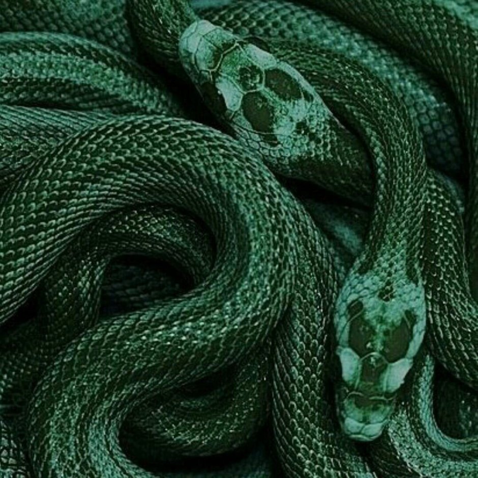 Corallus caninus