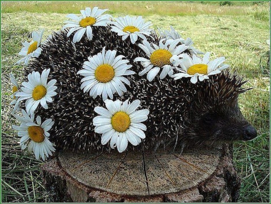 Животные в ромашках