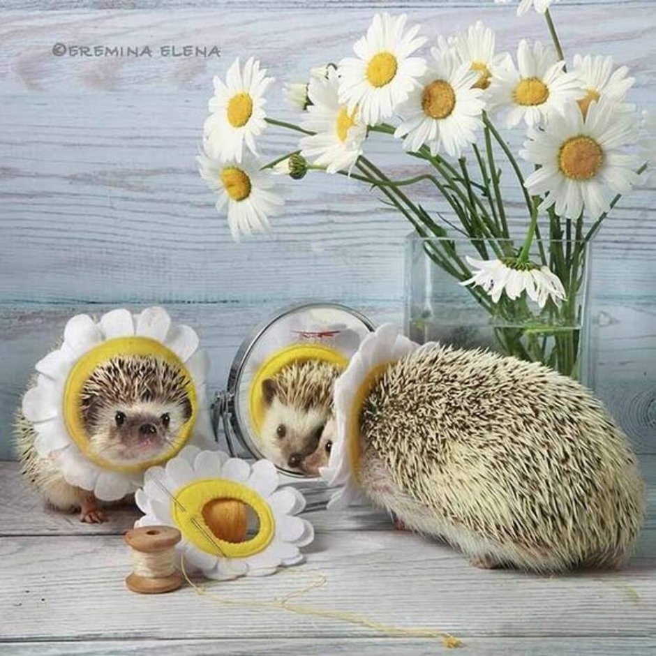 Ёжик в ромашках