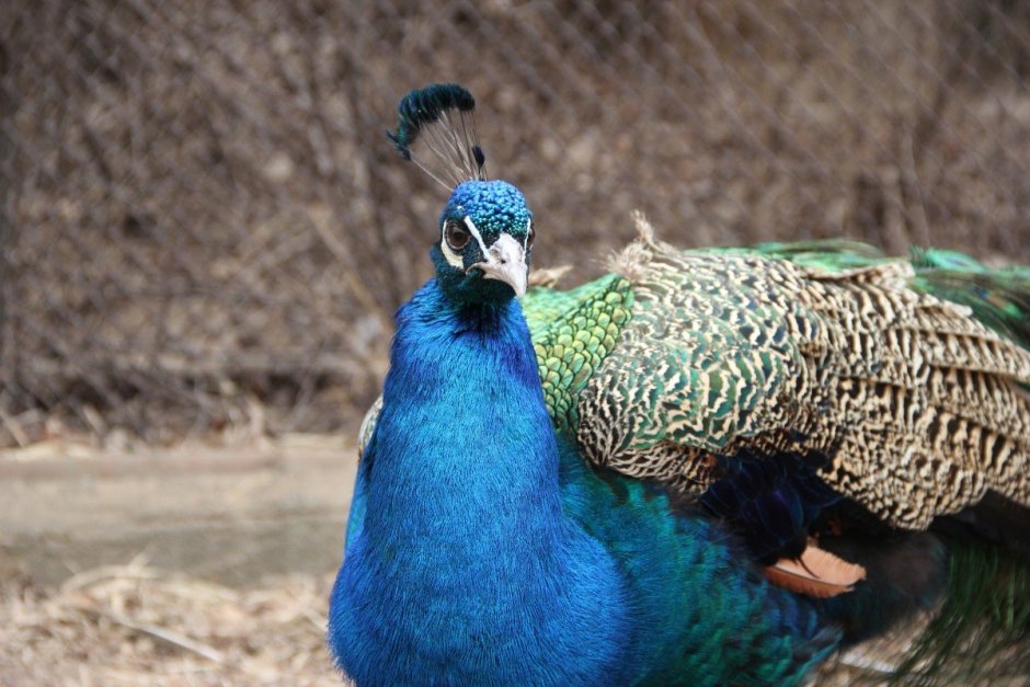Lophophorus impejanus