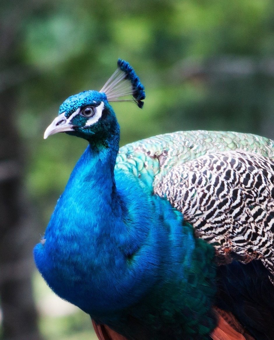 Гималайский монал Lophophorus impejanus