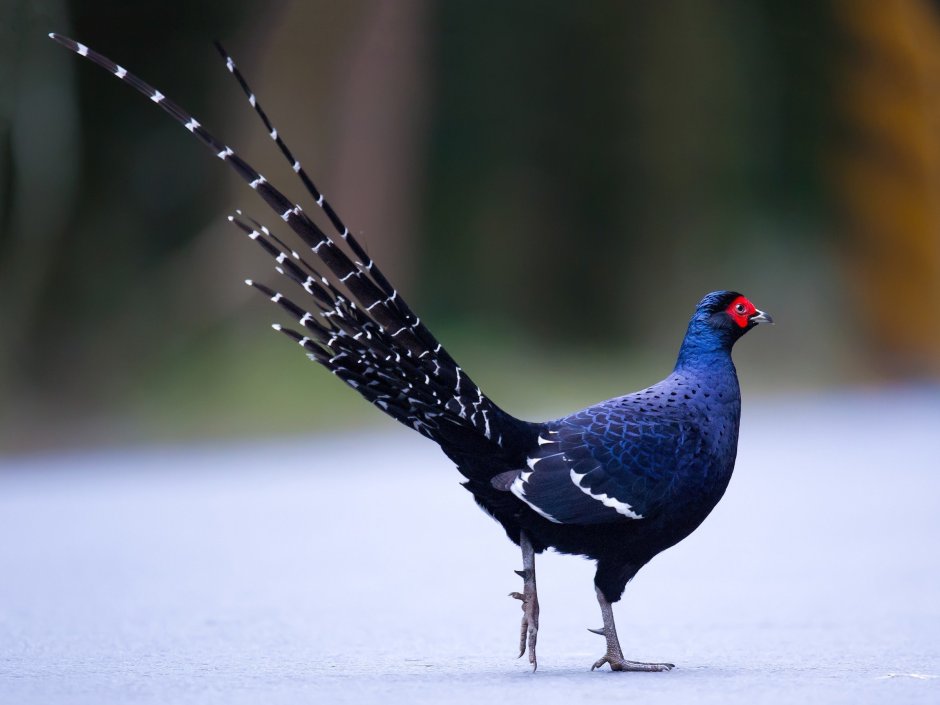 Imperial Pheasant