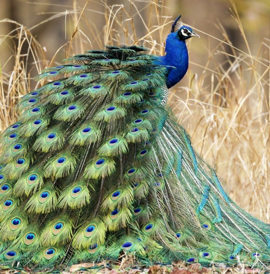 Lophura bulweri