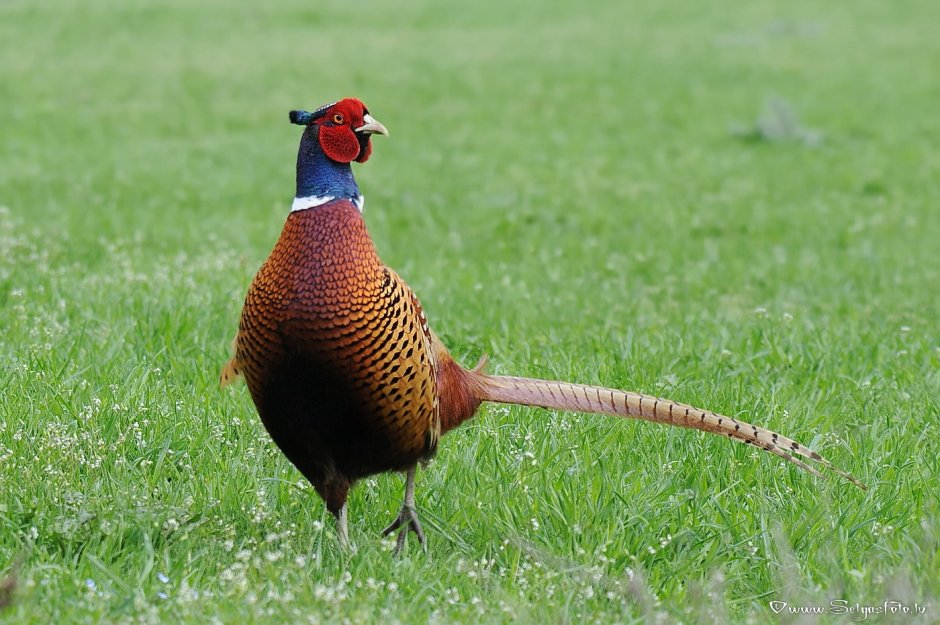 Чарона Peacock Blue